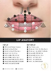 Lip Anatomy Poster A2